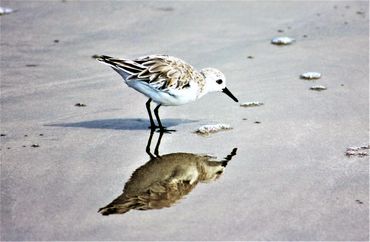 South Padre Island National Seashore- Texas.