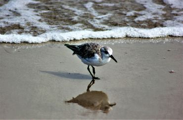 South Padre Island National Seashore- Texas.