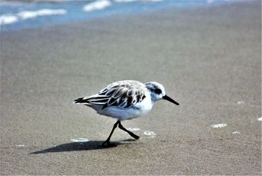 South Padre Island National Seashore- Texas.