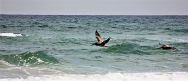 Free- South Padre Island National Seashore- Texas.