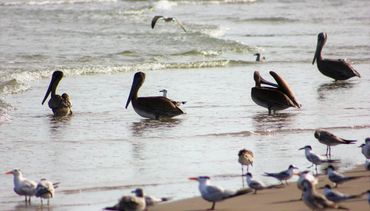 Birds of a Feather- South Padre Island National Seashore- Texas.