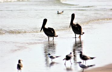 South Padre Island National Seashore- Texas.