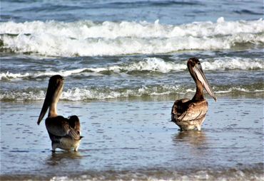 Two of a Kind- South Padre Island National Seashore- Texas.