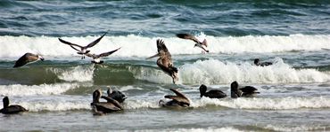 Gulf Breeze- South Padre Island National Seashore- Texas.