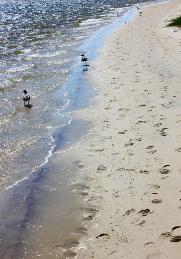 Surfing the Waves-Gulfport, Mississippi.