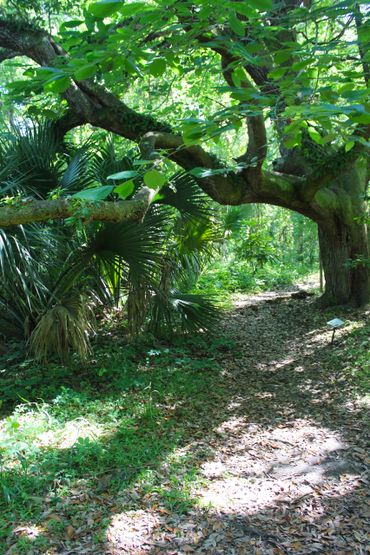 Dauphin Island Indian Shell Mound Park