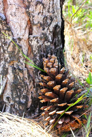 Big Ass Acorn- Eden Gardens State Park and Historic Site- Point Washington, Florida.