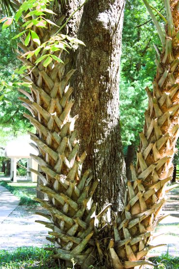 Eden Gardens State Park and Historic Site- Point Washington, Florida.