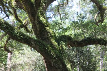 Eden Gardens State Park and Historic Site- Point Washington, Florida.