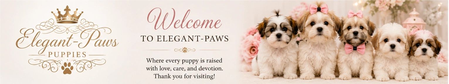 Adorable puppies with pink bows at Elegant-Paws Puppies.