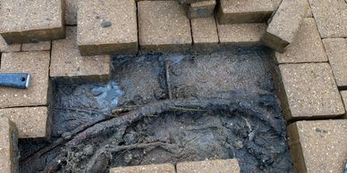 Roots Under Concrete Pavers