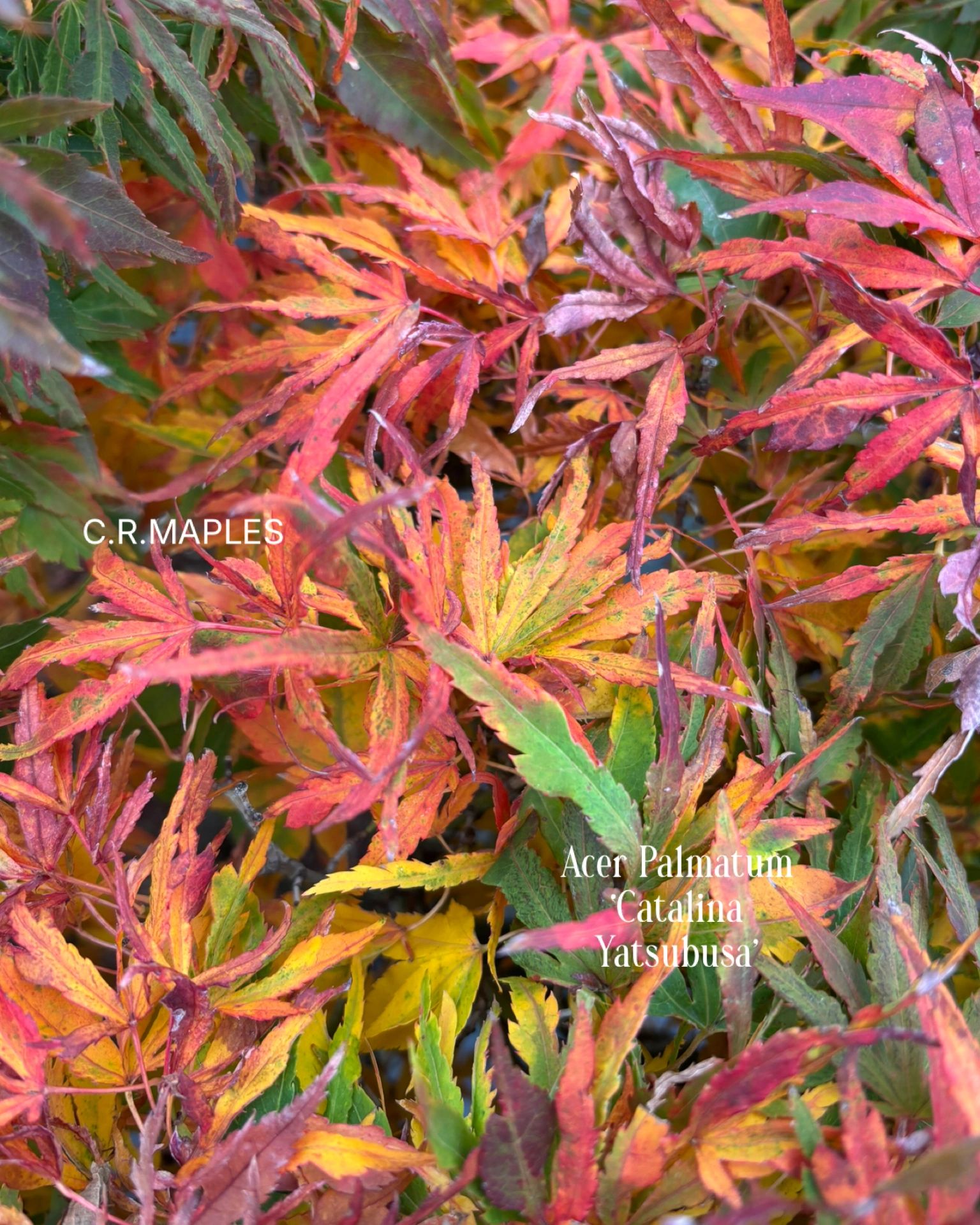 Cardinal Maple Buy Maple Trees Online | C.R. Maples