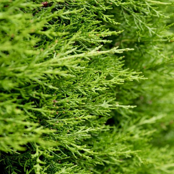 Thuja-Hecke mit Jahrestrieben