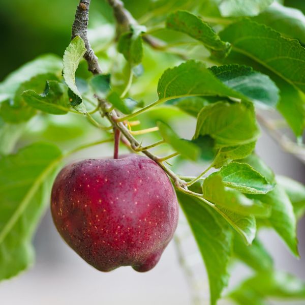 reifer Apfel an Apfelbaum