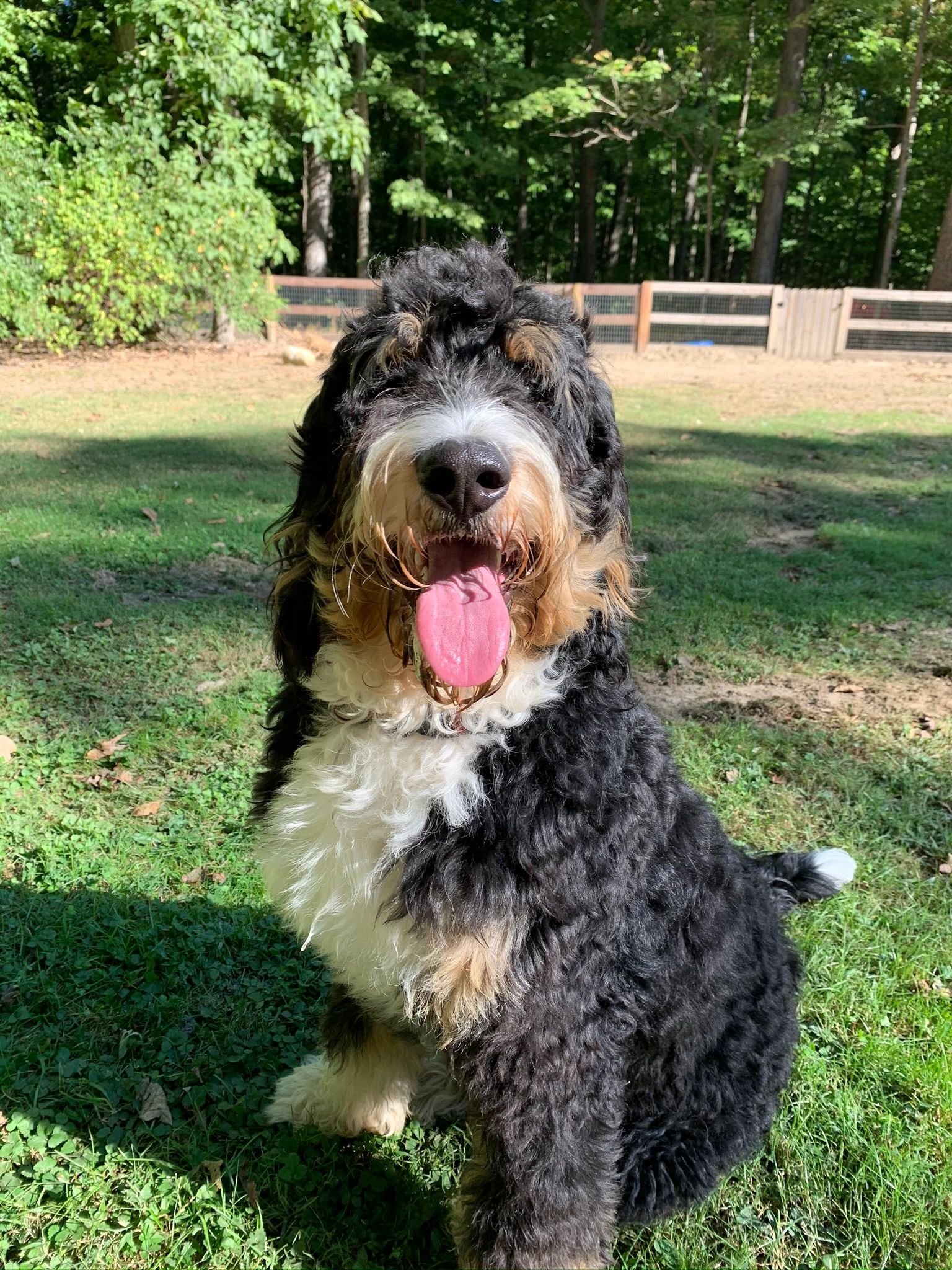 Bernedoodle Goldendoodle Rubicon Ranch Bernedoodles And Doodles   8F030177 C4BA 49E6 A9DE 0B669CFC8F2F 