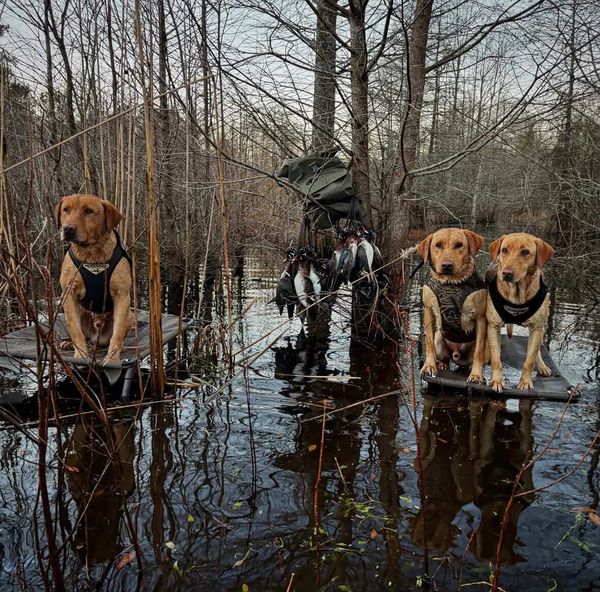 Three hunting dogs sit on platforms in a flooded forest with ducks hanging from a tree.