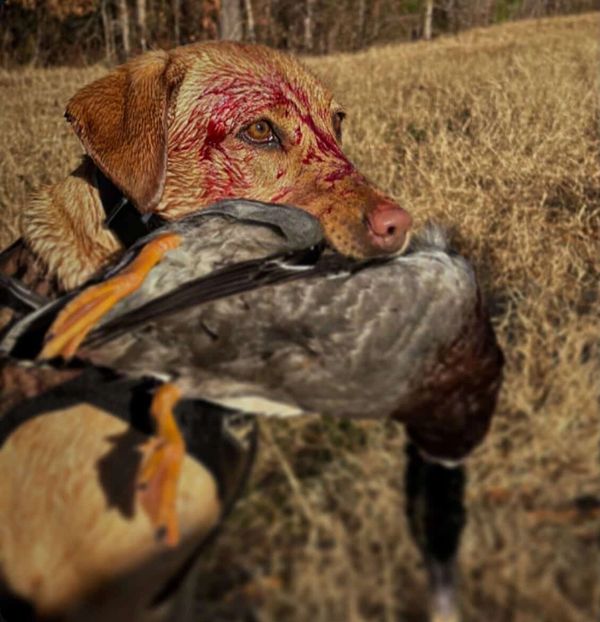 A hunting dog holds a large bird with blood on its face.