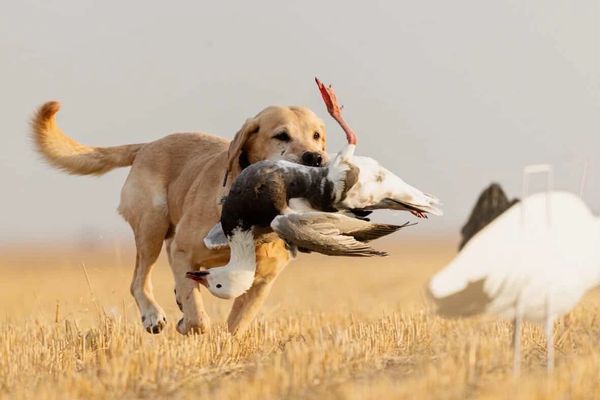 A dog carrying a hunting bird in a field.