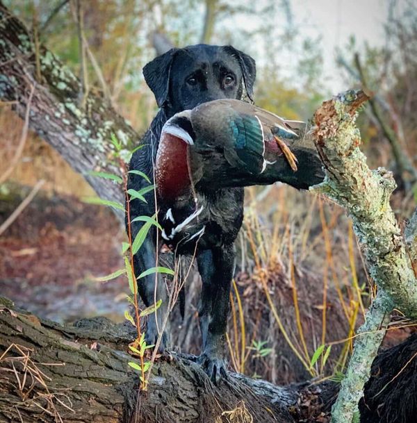 A black dog holding a duck in its mouth in a forest setting.