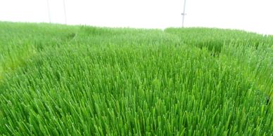 Lush green wheat field with visible rows under bright light.