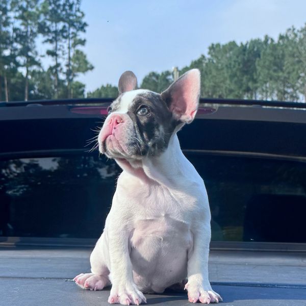A French Bulldog puppy sitting and looking to the side.
