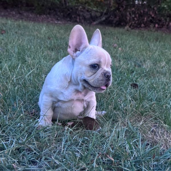 White French Bulldog puppy sitting on grass.