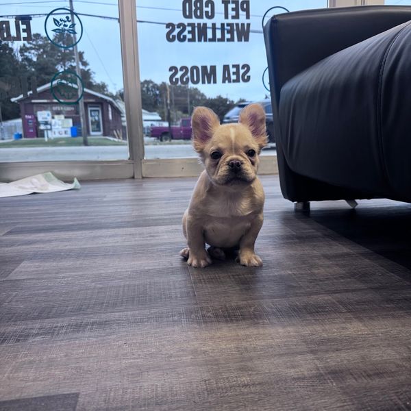 Small French Bulldog puppy sitting indoors.