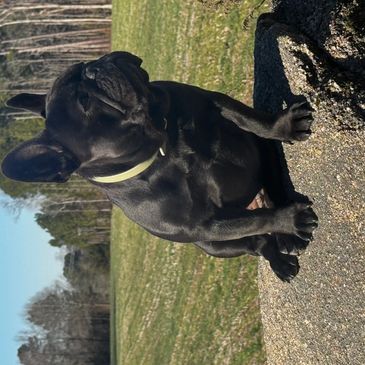 Black dog sitting on a rock outdoors on a sunny day.