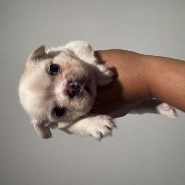 A small white puppy being held in a person's hand.