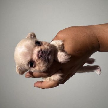 Tiny light-colored puppy held gently in a person's hand.