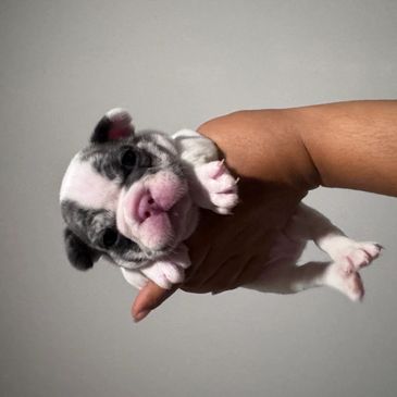 A person holding a small, adorable French Bulldog puppy.