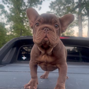 A cute brown French Bulldog puppy standing outdoors with trees in the background.