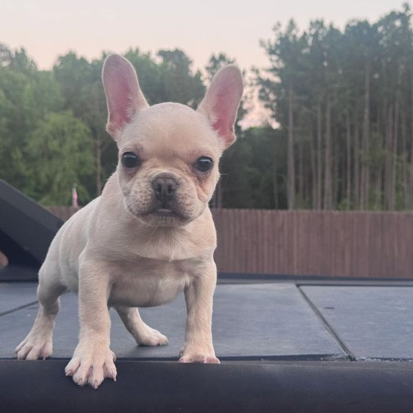 Cute French Bulldog puppy standing on a surface outdoors.