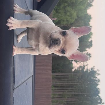 Cute French Bulldog puppy standing on a surface outdoors.