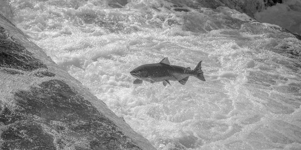 A salmon leaps upstream in turbulent waters.