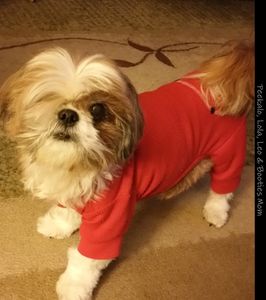 Shih tzu