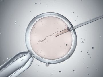 microscopic view of an ivf embryo sperm being injected into the egg 