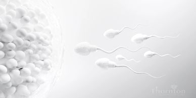fertility acupuncture sperm meeting egg