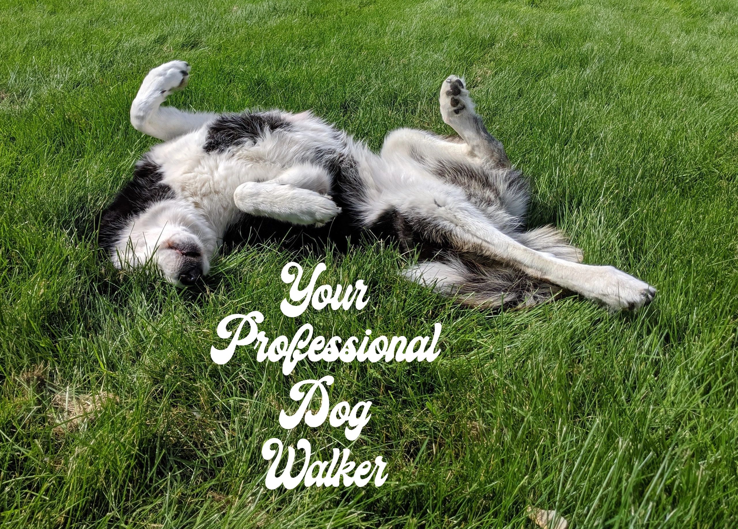 Contact Us About Dog Walking & Pet Care, Albany, NY