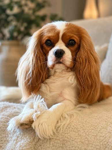 Cute Cavalier King Charles Spaniel lying on a soft blanket.