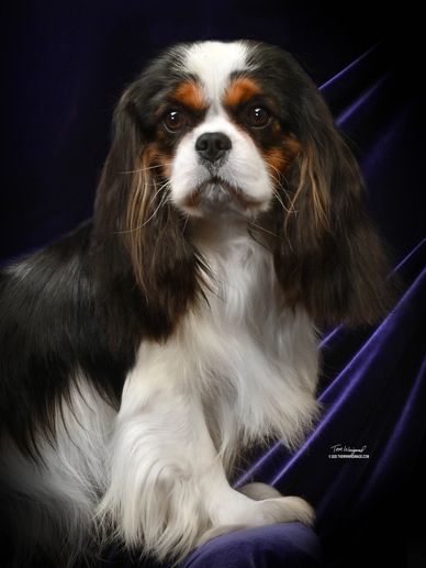 Portrait of a tricolor Cavalier King Charles Spaniel.