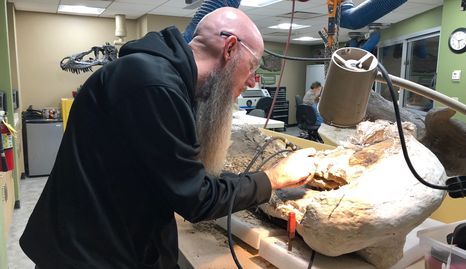 Marty removing  matrix from a sauropod leg bone.