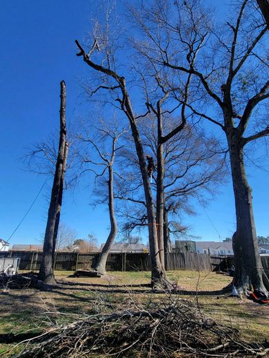 High Risk Tree Leaning Towards house