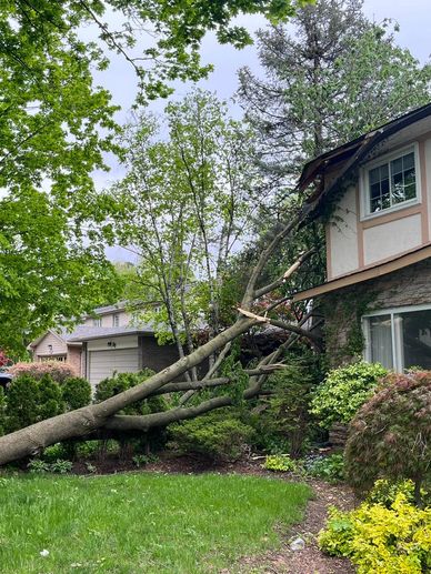 Tree Damage Cleanup