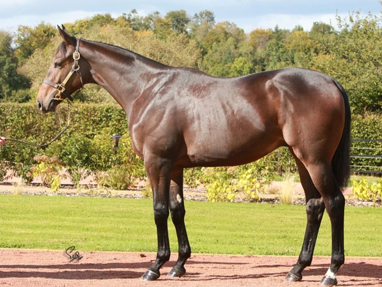 2022 Geordieland – Viking Treasure colt - Racehorse Trader