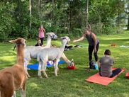 Spit and Other Defense Mechanisms - Aubrey Oaks Alpacas