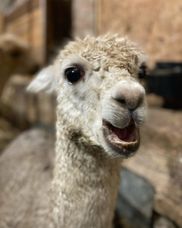 Why Do Llamas Spit? Is It Dangerous? - Utopia