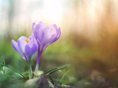 crocus purple flowers painting 