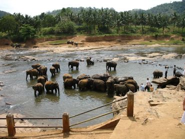 Pinnawala Elephants in the river