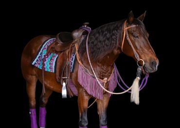 equine black background photo